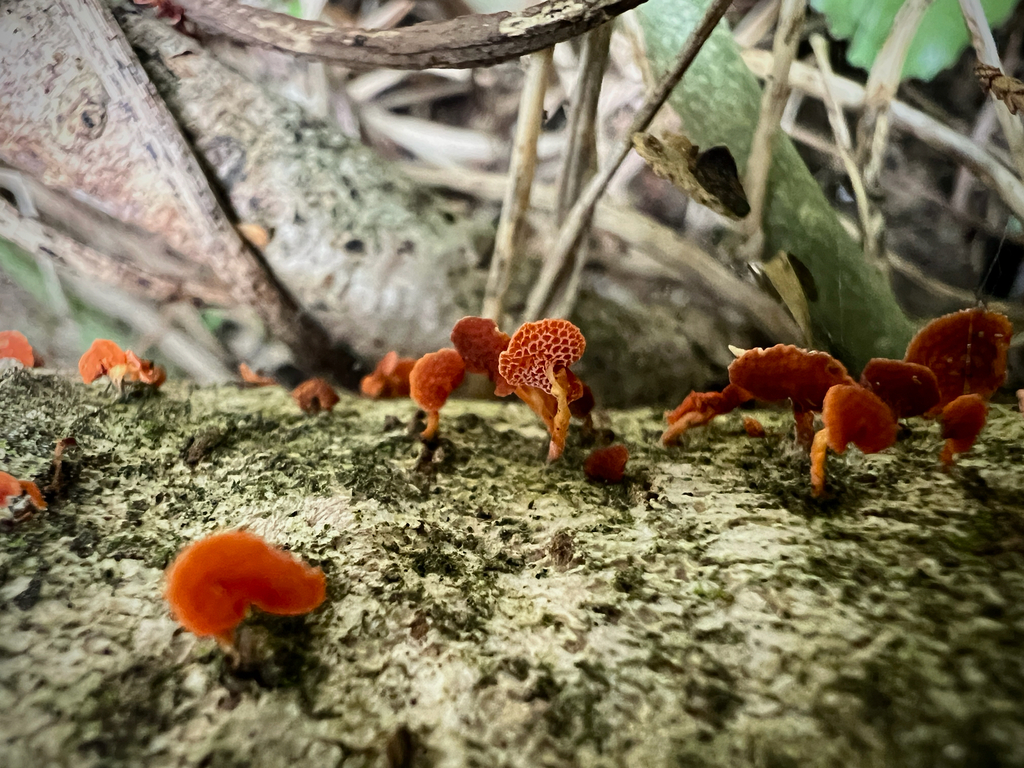 Favolaschia claudopus · April 2026 · photo: © sue_leov (iNaturalist, cc0)