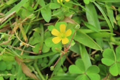 Oxalis corniculata