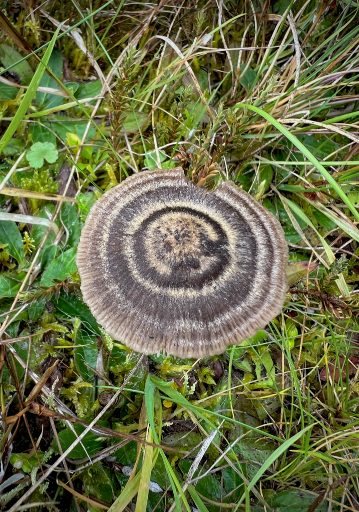 Entoloma perzonatum · March 2026 · photo: © sue_leov (iNaturalist, cc0)