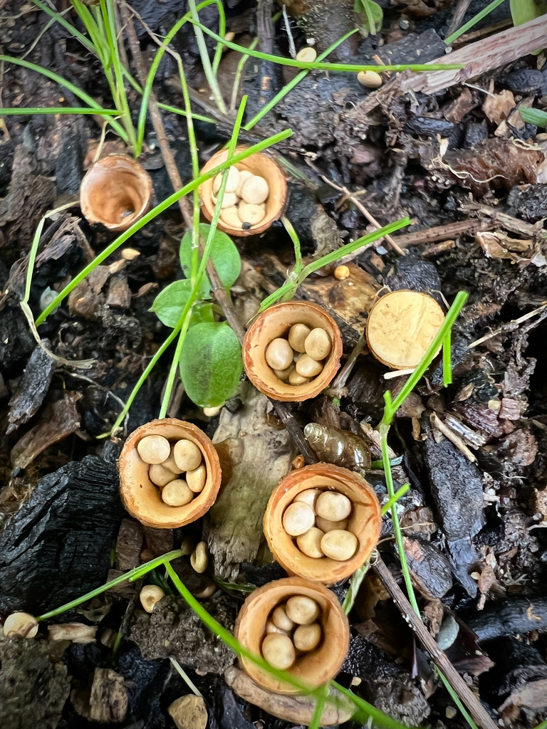 Crucibulum simile · April 2026 · photo: © sue_leov (iNaturalist, cc0)