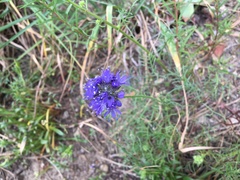 Gilia capitata chamissonis