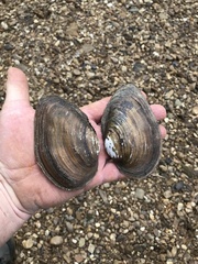 Pyganodon grandis