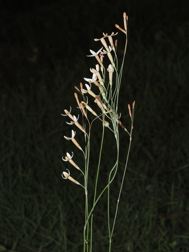 Mitrasacme connata (Mitrasacme connata)