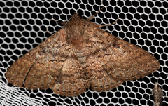 Eudesmeola lawsoni