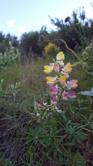 Lupinus arbustus