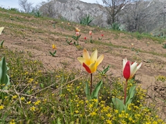 Tulipa kaufmanniana, photograph (c) Evgeniy Meyke, some rights reserved (CC BY)
