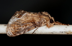 Zalissa catocalina