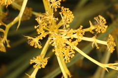 Aciphylla scott-thomsonii, photograph (c) Jacob Littlejohn, some rights reserved (CC BY-SA)
