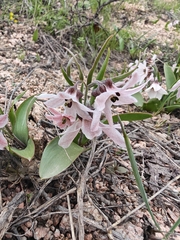 Fritillaria stenanthera