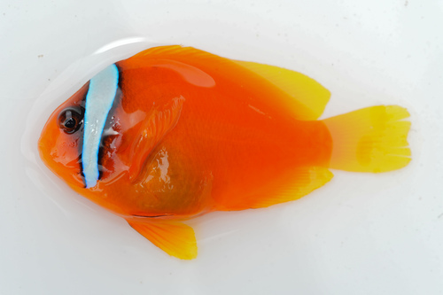 Amphiprion frenatus