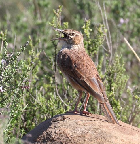 Karoo Long-billed Lark (Certhilauda subcoronata)