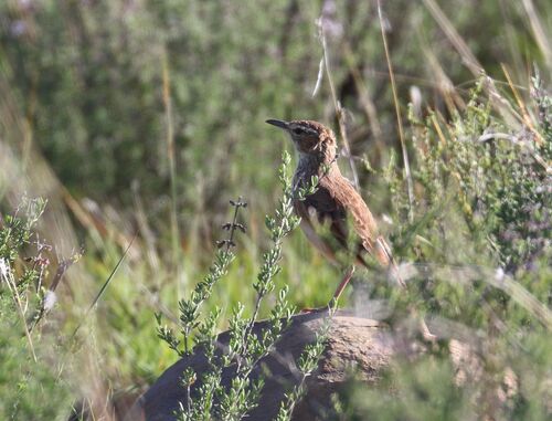 Karoo Long-billed Lark (Certhilauda subcoronata), photo 2