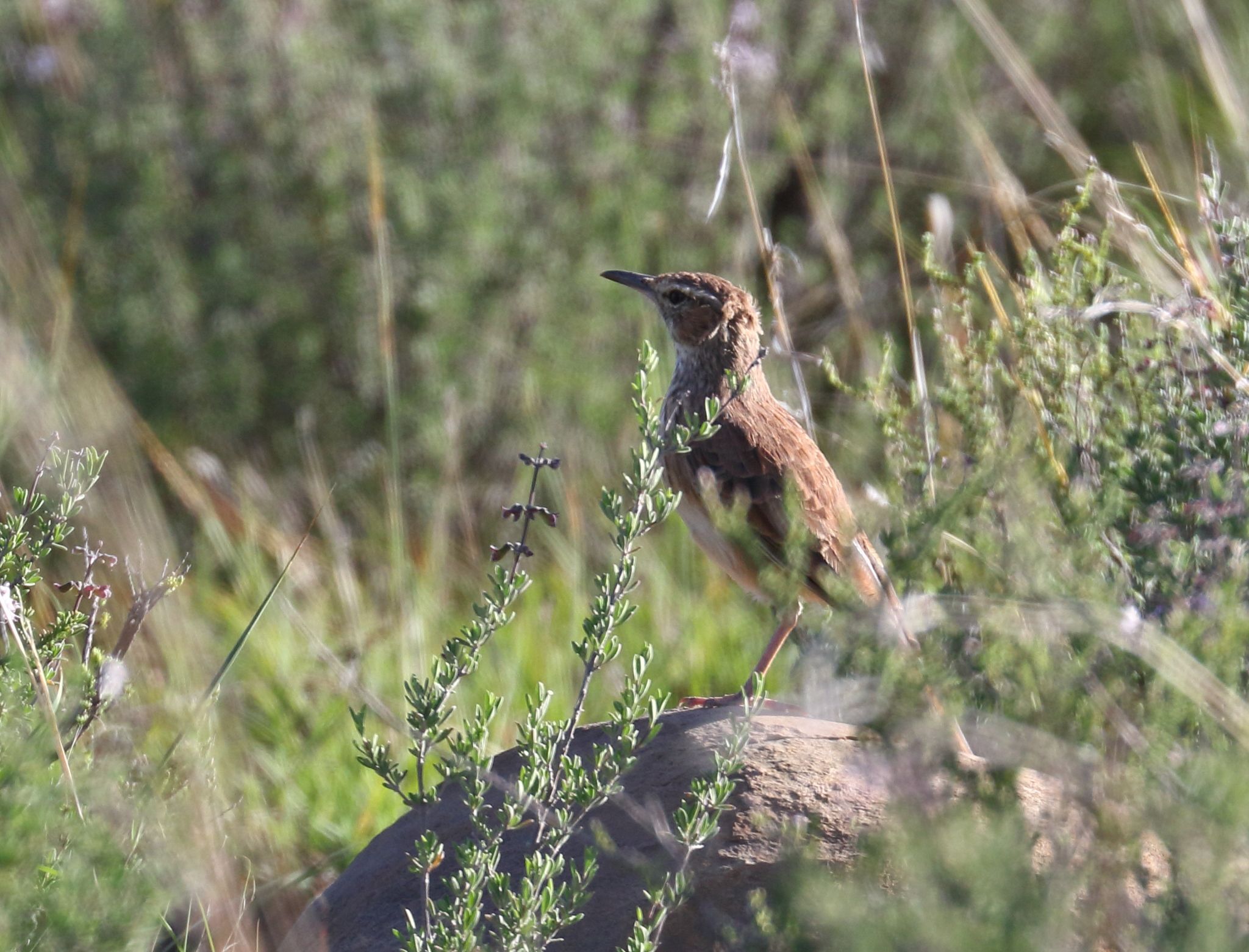 Karoo Long-billed Lark (Certhilauda subcoronata), photo 2