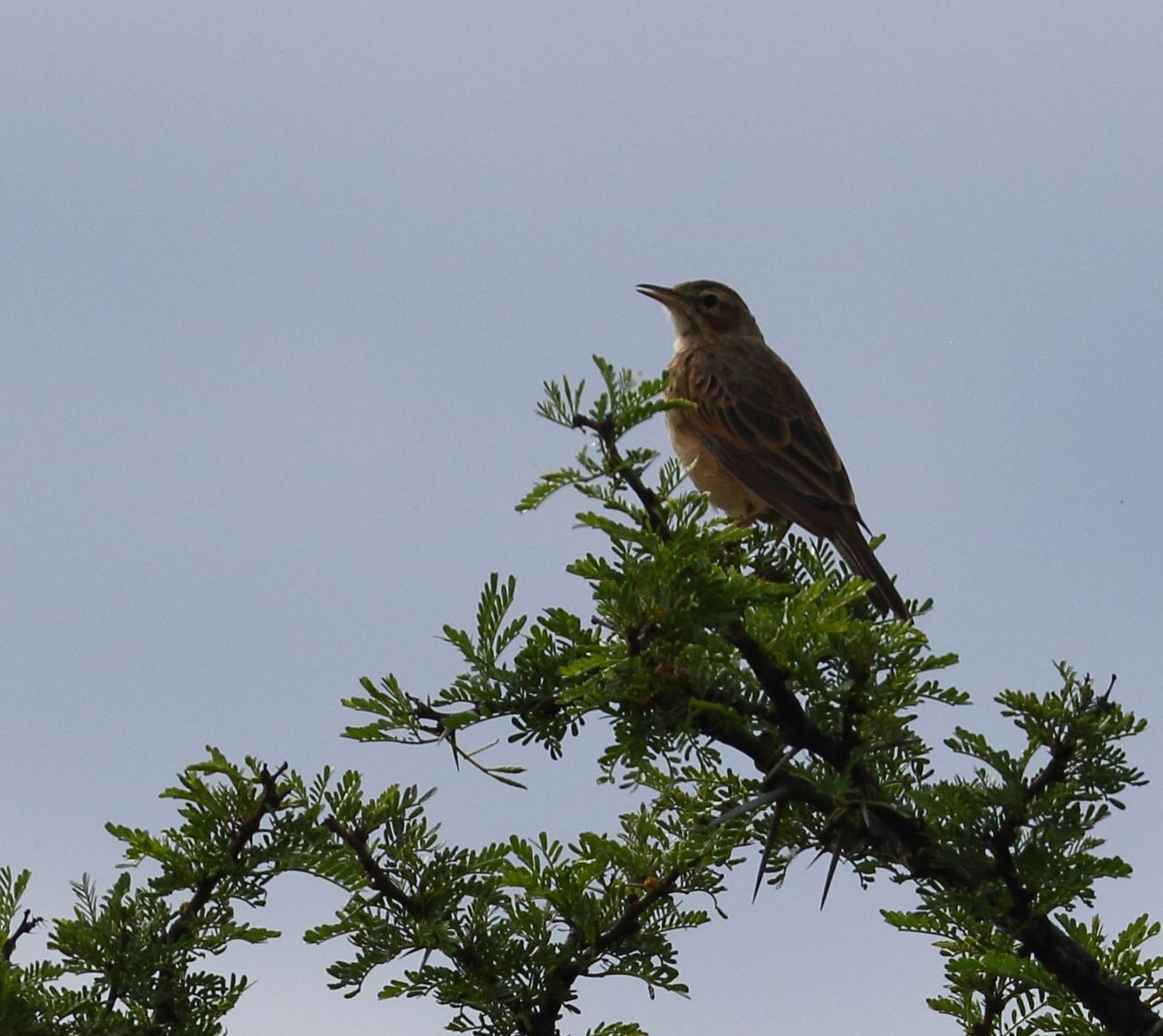 Nicholson's Pipit (Anthus nicholsoni), photo 8