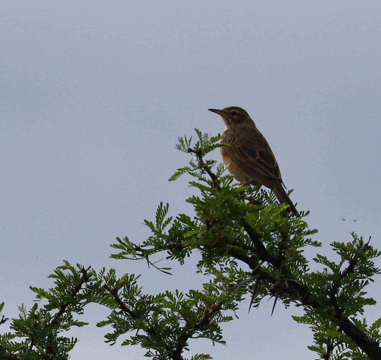 Nicholson's Pipit (Anthus nicholsoni), photo 10