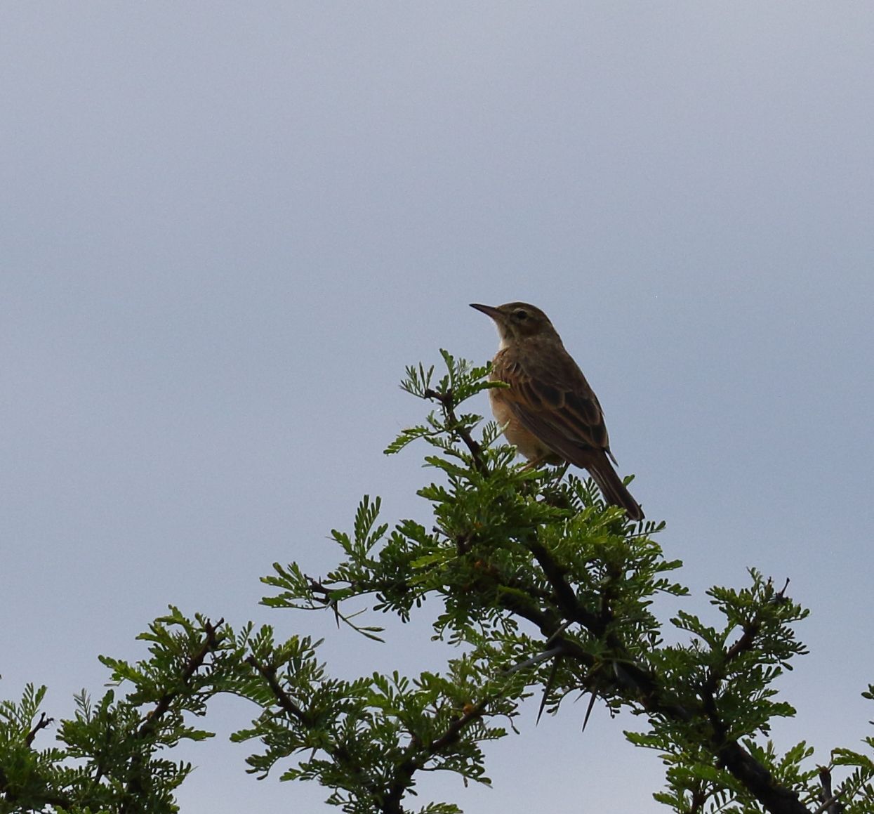 Nicholson's Pipit (Anthus nicholsoni), photo 9
