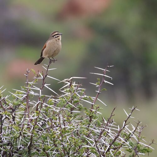 Cape Bunting (Emberiza capensis), photo 10