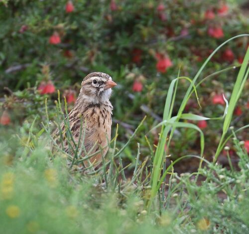 Pink-billed Lark (Spizocorys conirostris), photo 2