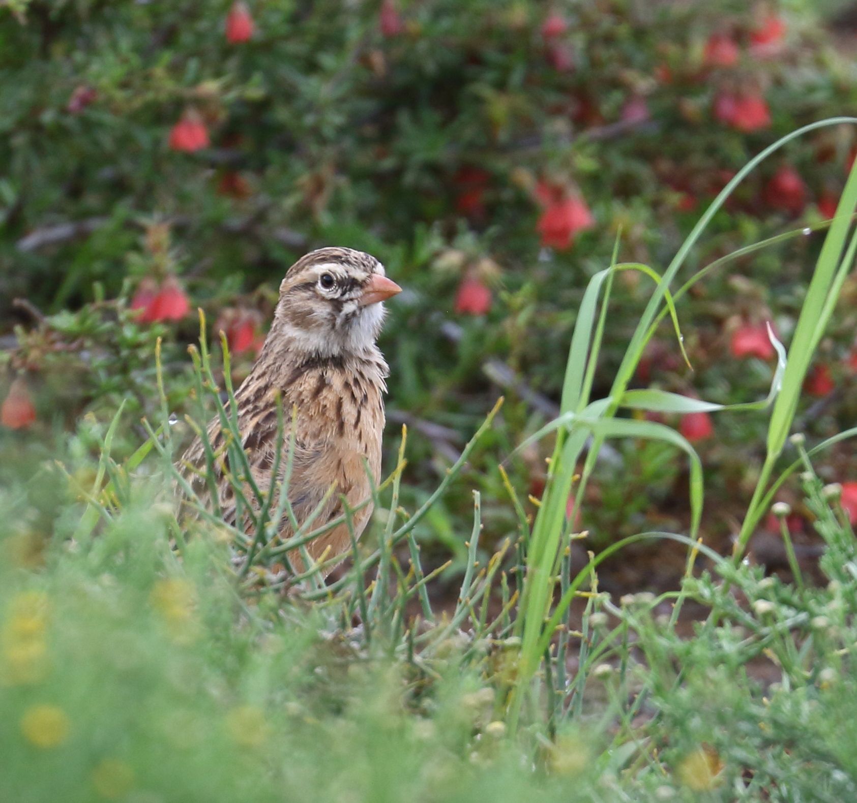 Pink-billed Lark (Spizocorys conirostris), photo 2