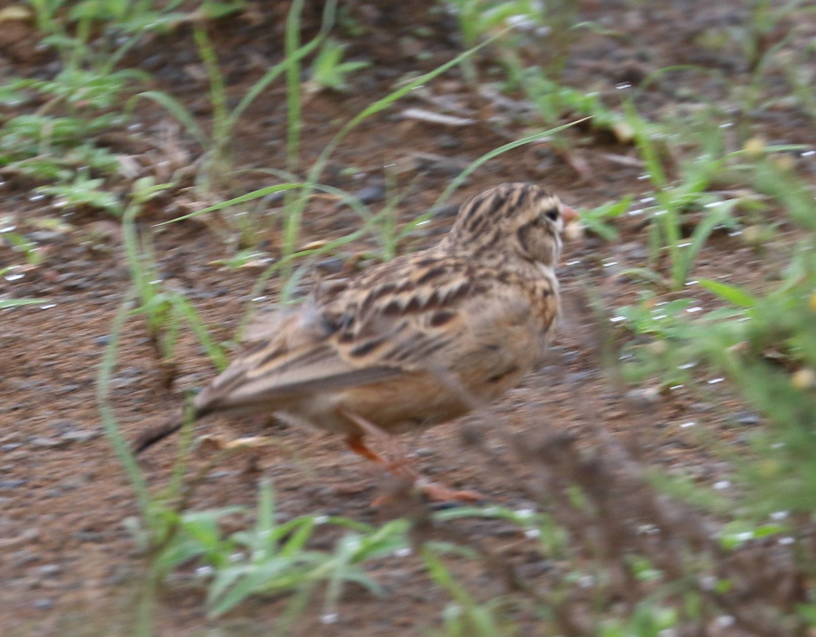 Pink-billed Lark (Spizocorys conirostris), photo 3