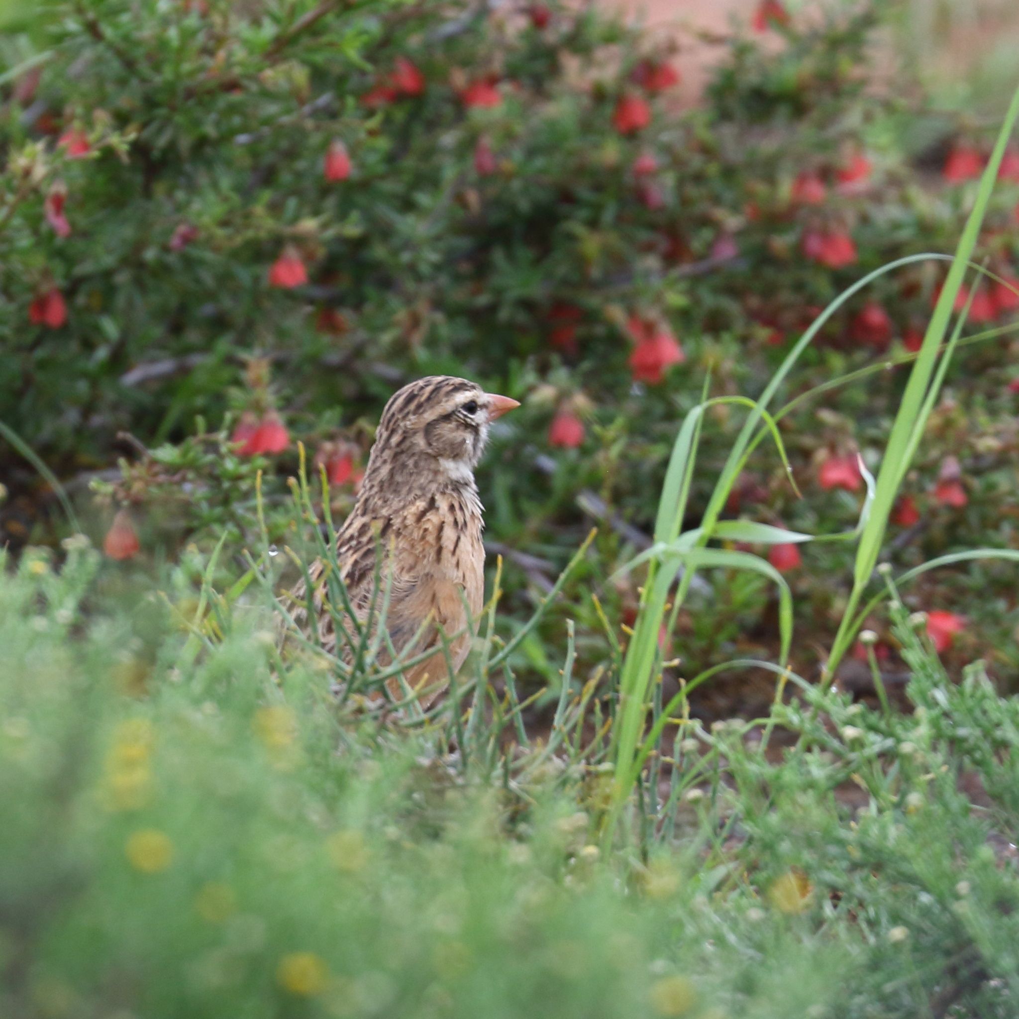 Pink-billed Lark (Spizocorys conirostris), photo 4