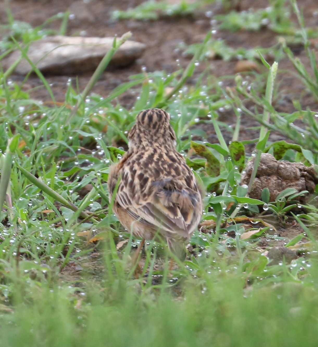 Pink-billed Lark (Spizocorys conirostris), photo 7