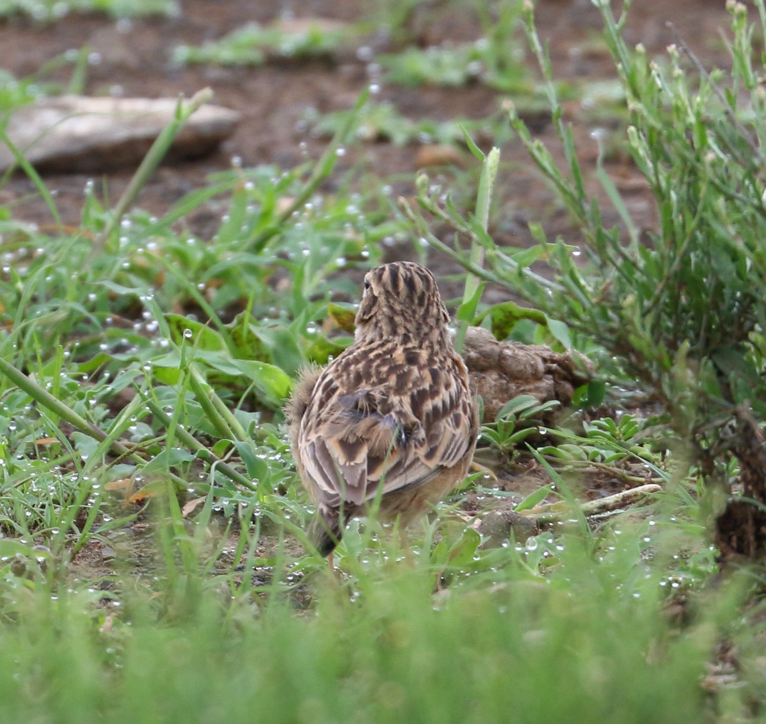 Pink-billed Lark (Spizocorys conirostris), photo 6