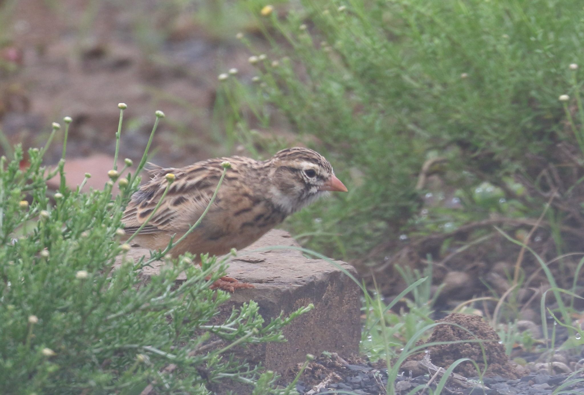Pink-billed Lark (Spizocorys conirostris), photo 5