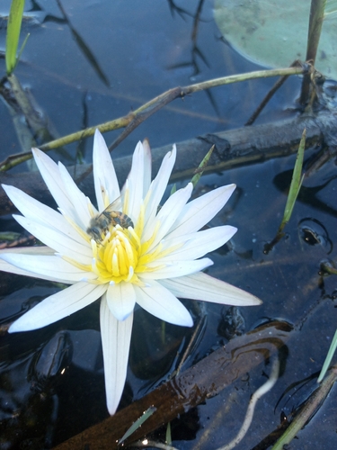 Western Honey Bee