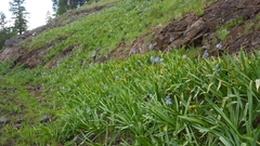 Camassia cusickii, photograph (c) Michelle Sevcovas, some rights reserved (CC BY)