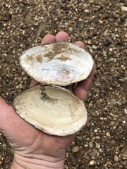 Pyganodon grandis