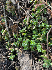 Sedum debile, photograph author not stated, no rights reserved