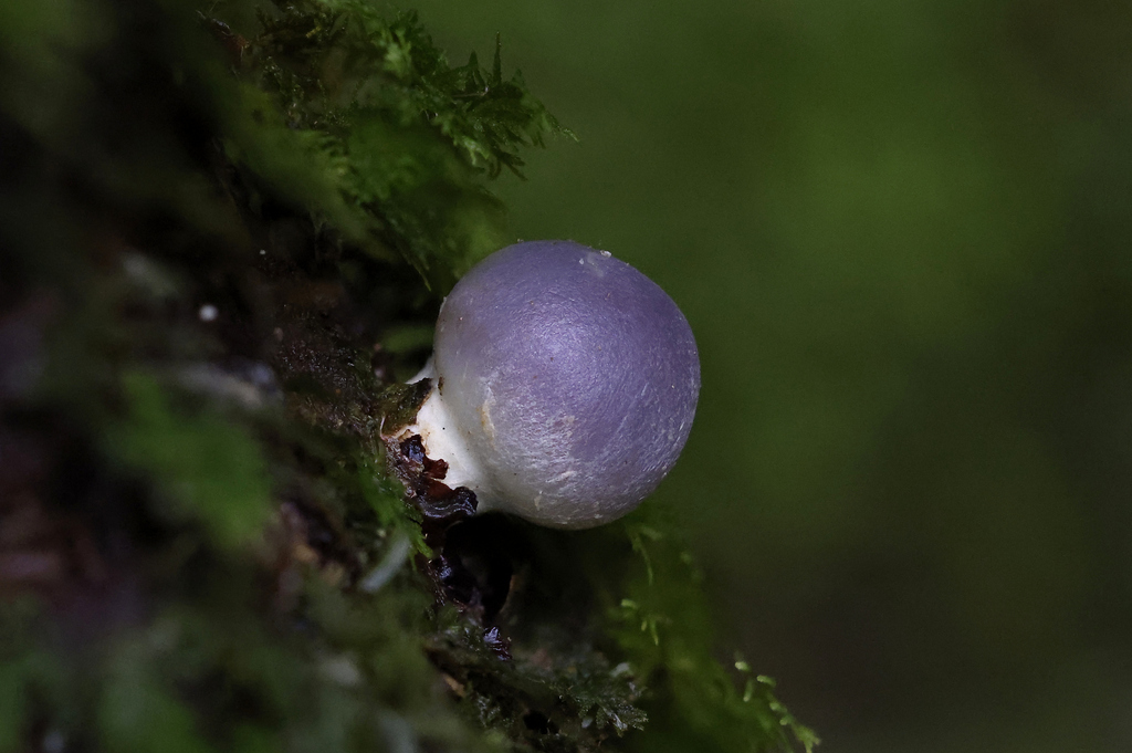 Clavogaster virescens · April 2026 · photo: © mstirling (iNaturalist, cc-by)