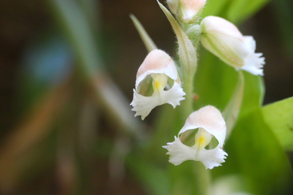 Cheirostylis tabiyahanensis