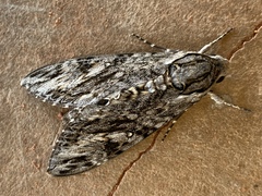 Agrius godarti