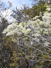 Chionanthus pygmaeus