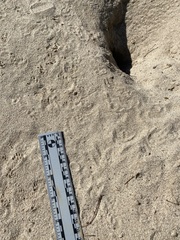 Perognathinae
