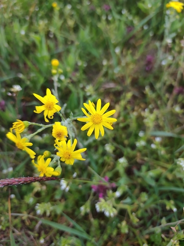 Eastern Groundsel