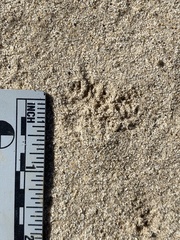 Perognathinae