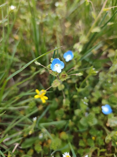 bird's-eye speedwell