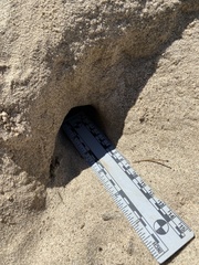 Perognathinae