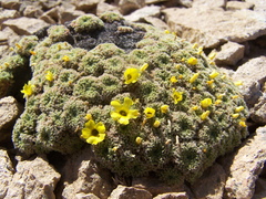 Oxalis erythrorrhiza