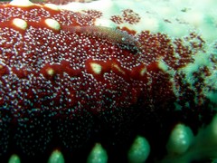 Zenopontonia noverca