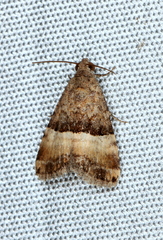 Pseudozarba orthopetes