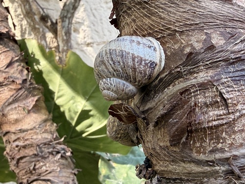 Cornu aspersum