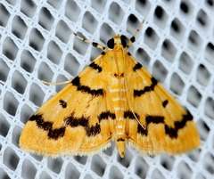 Dichocrocis clytusalis