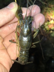 Lacunicambarus thomai