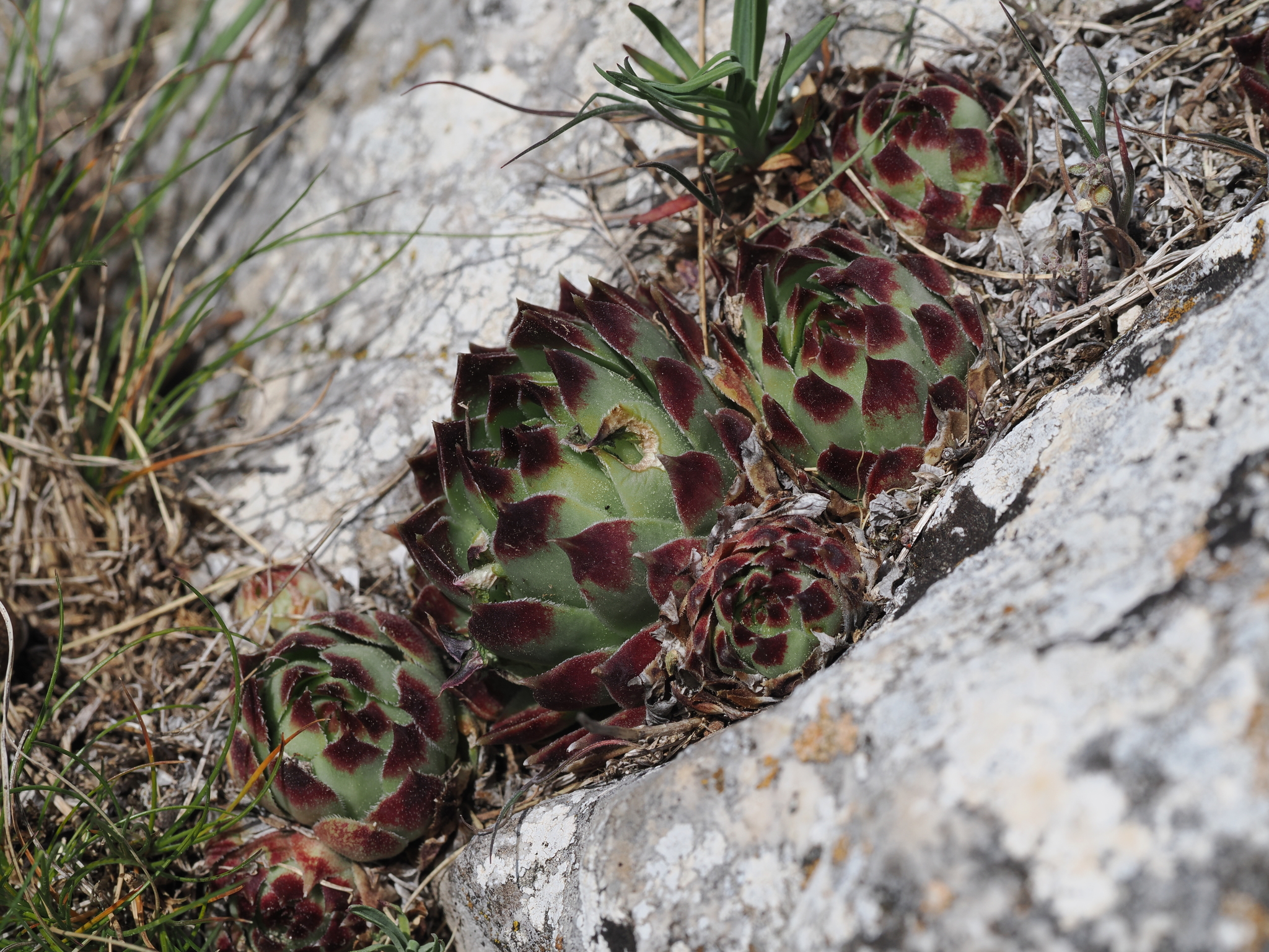 Sempervivum calcareum 'Greenii'