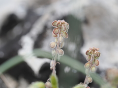 Clypeola jonthlaspi