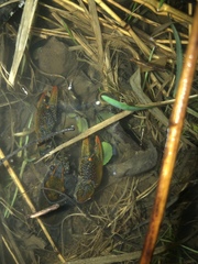 Lacunicambarus thomai